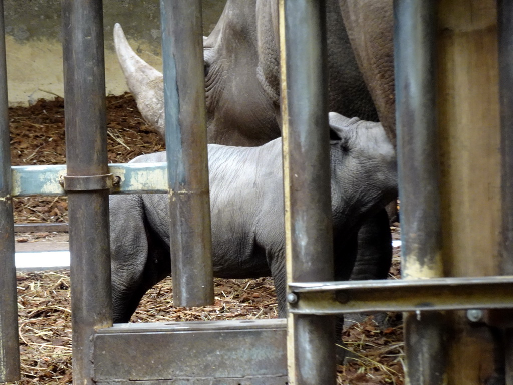 Young Square-lipped Rhinoceros drinking from his mother at the Safaripark Beekse Bergen