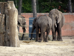 African Elephants at the Safaripark Beekse Bergen