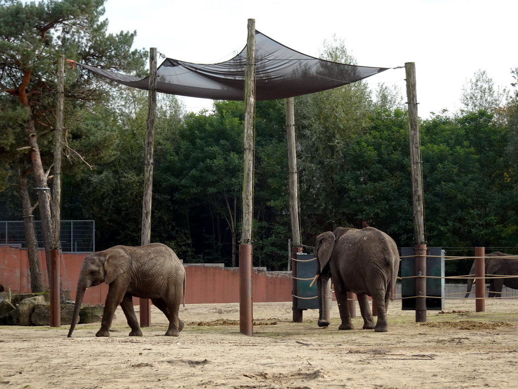 African Elephants at the Safaripark Beekse Bergen