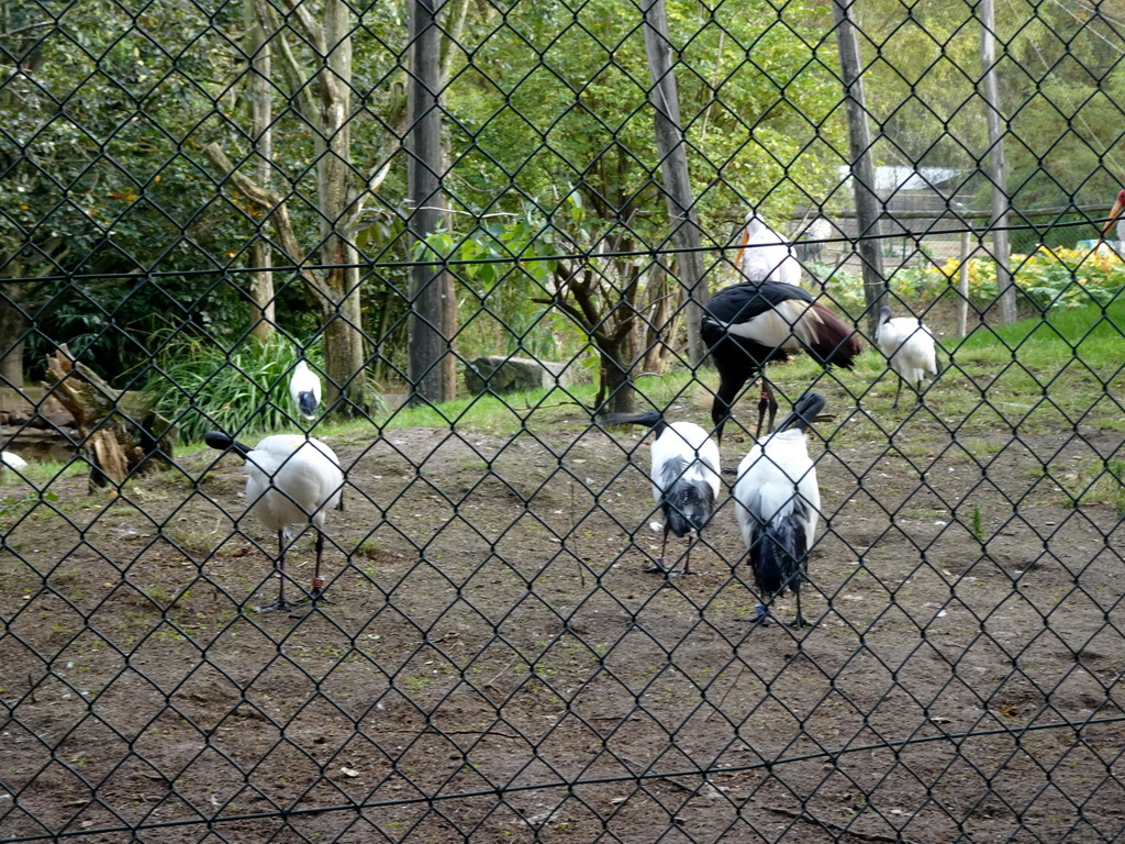 Birds in the Wetland Aviary at the Safaripark Beekse Bergen