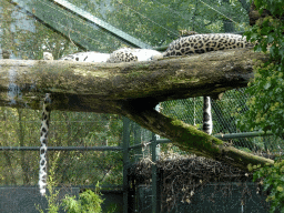 Leopards at the Safaripark Beekse Bergen