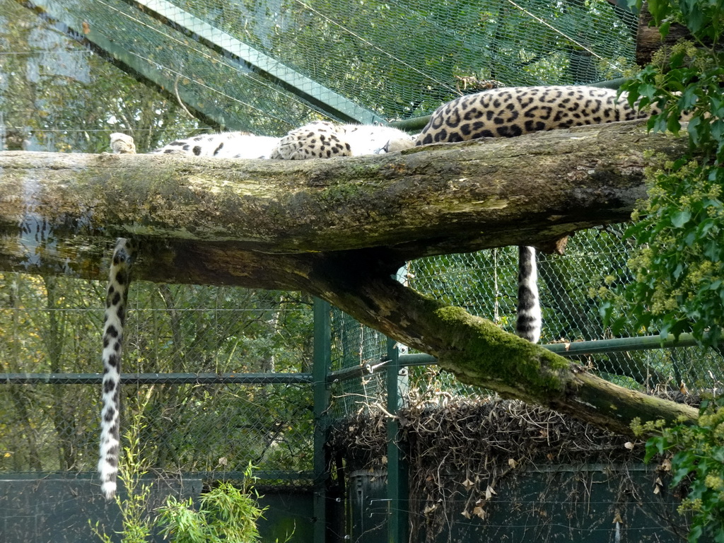 Leopards at the Safaripark Beekse Bergen