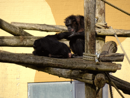 Chimpanzees at the Safaripark Beekse Bergen