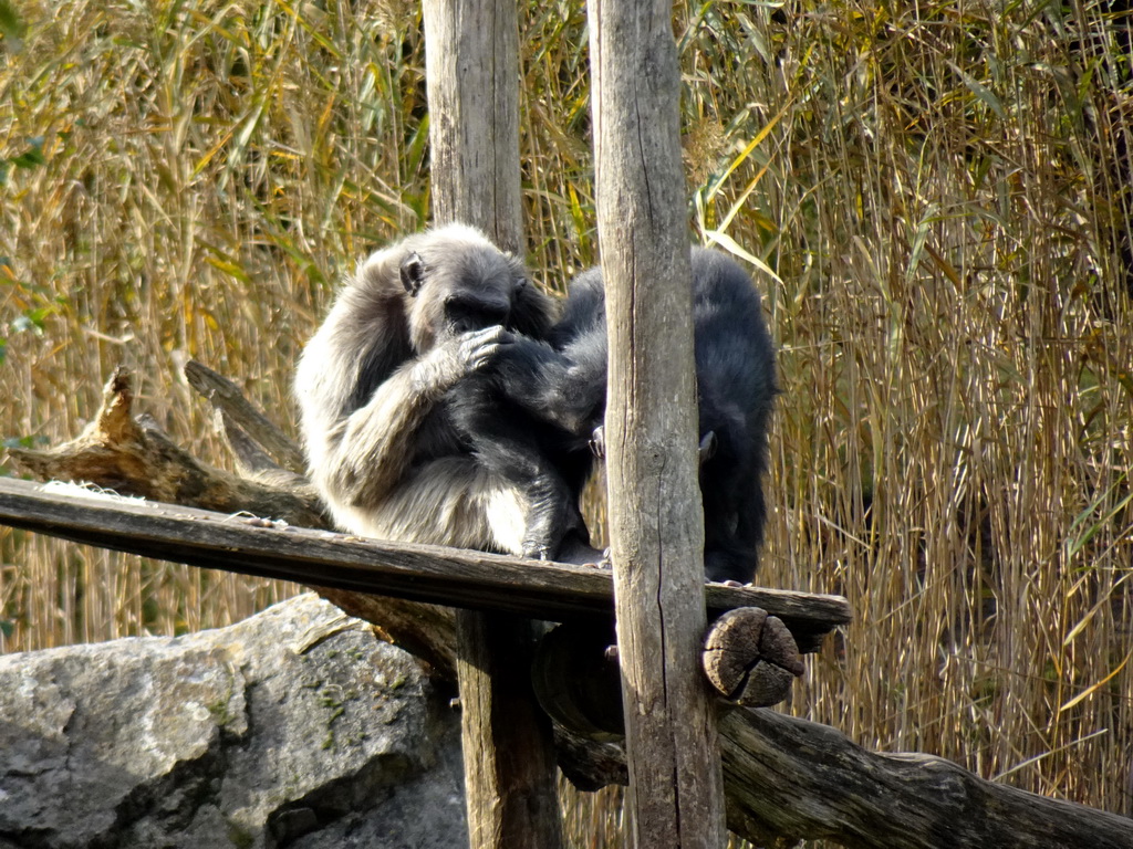 Chimpanzees at the Safaripark Beekse Bergen