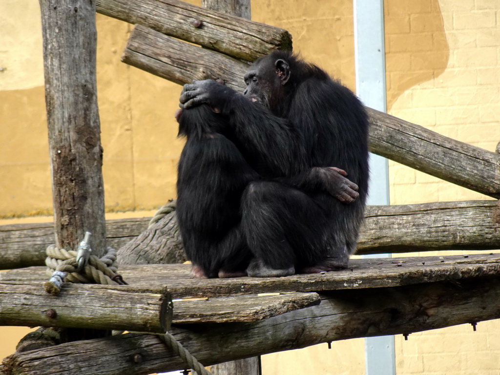 Chimpanzees at the Safaripark Beekse Bergen