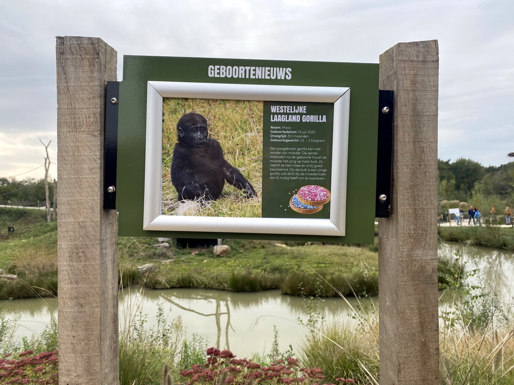 Information on the birth of the Western Lowland Gorilla `Moos` at the Safaripark Beekse Bergen