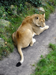 Lion at the Safaripark Beekse Bergen