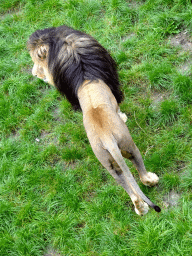 Lion at the Safaripark Beekse Bergen