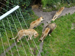 Lions at the Safaripark Beekse Bergen