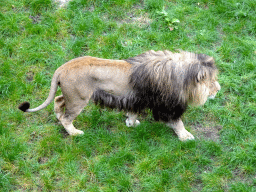 Lion at the Safaripark Beekse Bergen