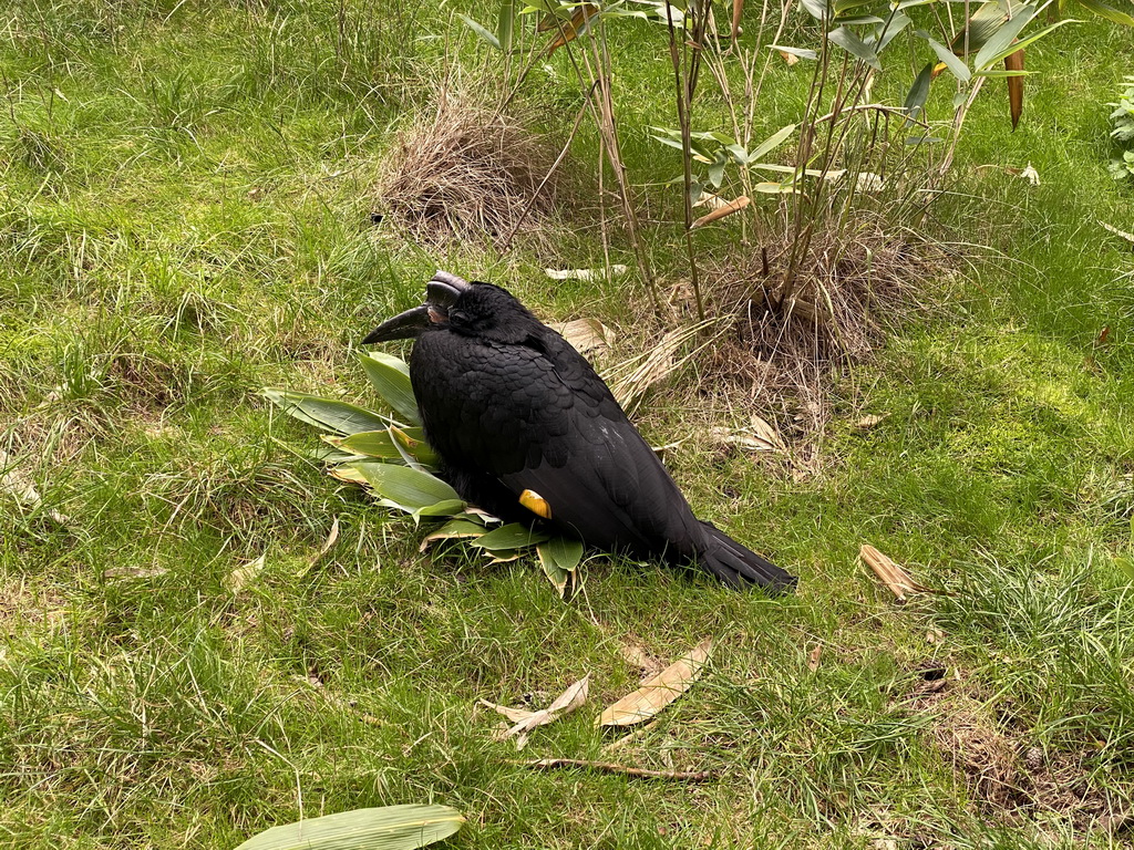 Northern Ground Hornbill