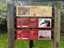 Explanation on the Kirk`s Dik-dik, Northern Ground Hornbill and Cattle Egret at the Safaripark Beekse Bergen