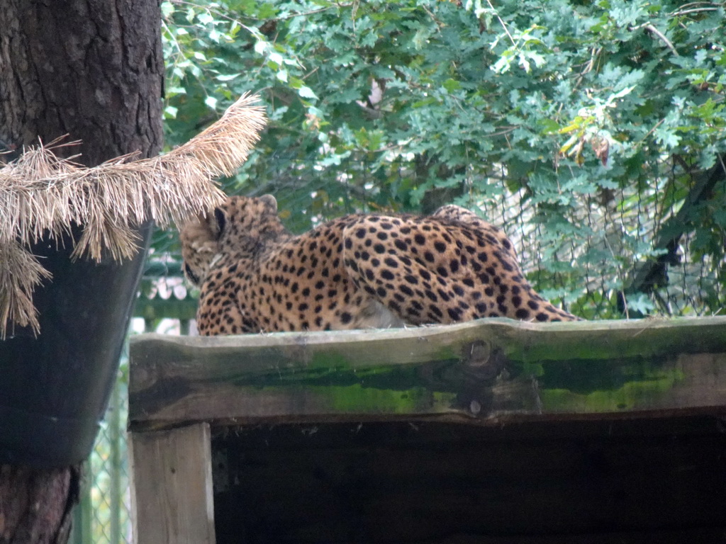 Cheetah at the Safaripark Beekse Bergen