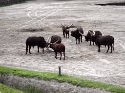 Watusi Cattle at the Safaripark Beekse Bergen