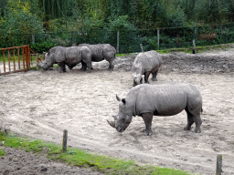 Square-lipped Rhinoceroses at the Safaripark Beekse Bergen