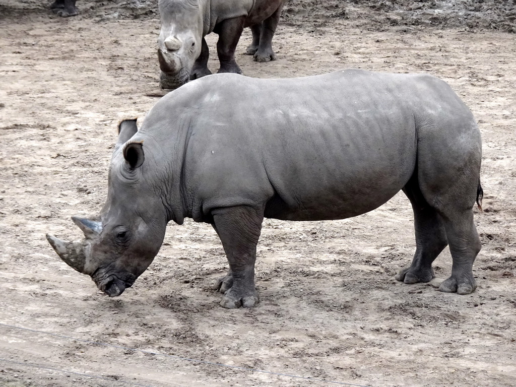 Square-lipped Rhinoceroses at the Safaripark Beekse Bergen