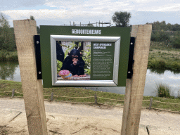 Information on the birth of the West African Chimpanzee `Dembe` at the Safaripark Beekse Bergen