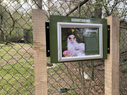 Secretarybird and information on the birth of the Secretarybird `Annet` at the Safaripark Beekse Bergen