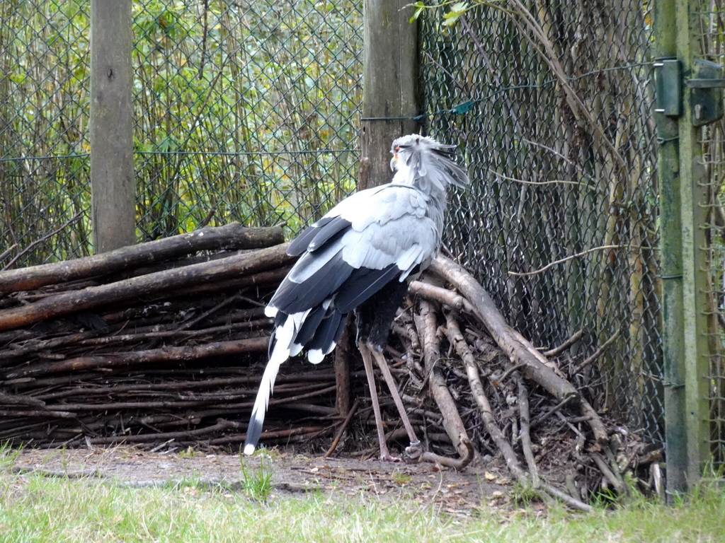 Secretarybird at the Safaripark Beekse Bergen