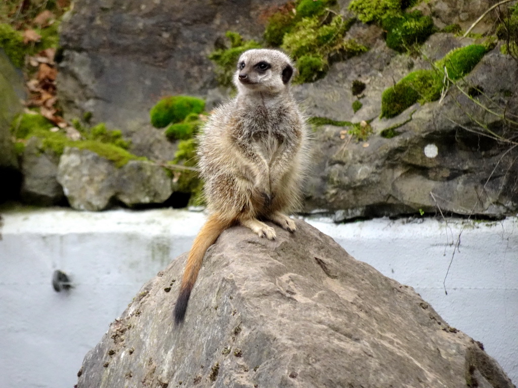 Meerkat at the Safaripark Beekse Bergen