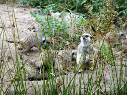 Meerkats at the Safaripark Beekse Bergen