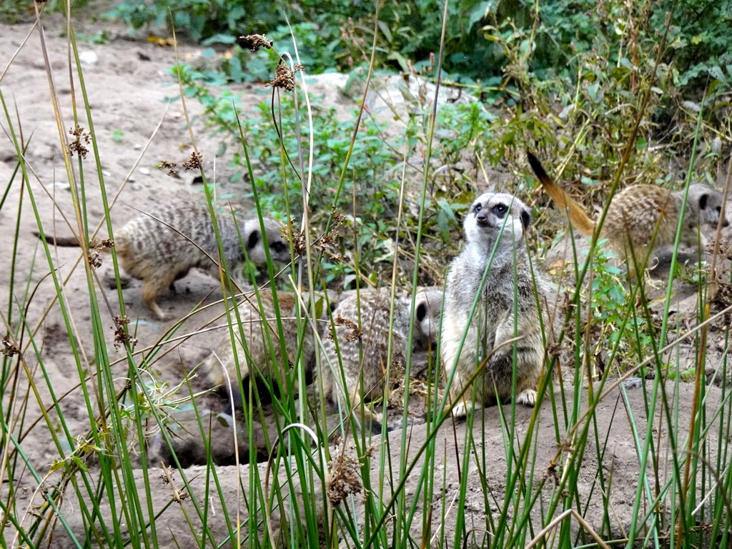 Meerkats at the Safaripark Beekse Bergen