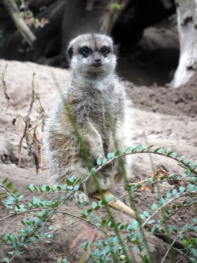 Meerkat at the Safaripark Beekse Bergen