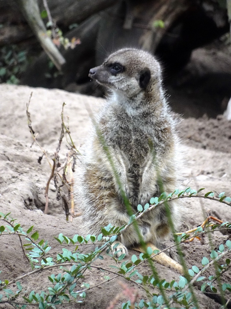 Meerkat at the Safaripark Beekse Bergen