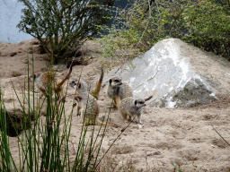 Meerkats at the Safaripark Beekse Bergen