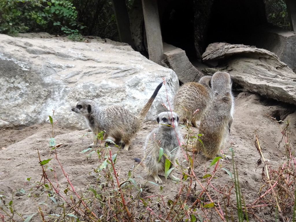 Meerkats at the Safaripark Beekse Bergen