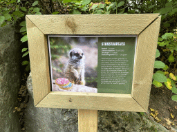 Information on the birth of three Meerkats at the Safaripark Beekse Bergen