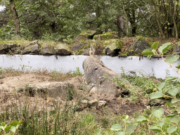 Meerkats at the Safaripark Beekse Bergen