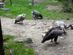 White-headed Vultures eating at the Safaripark Beekse Bergen