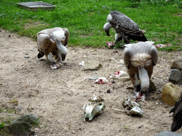 White-headed Vultures eating at the Safaripark Beekse Bergen