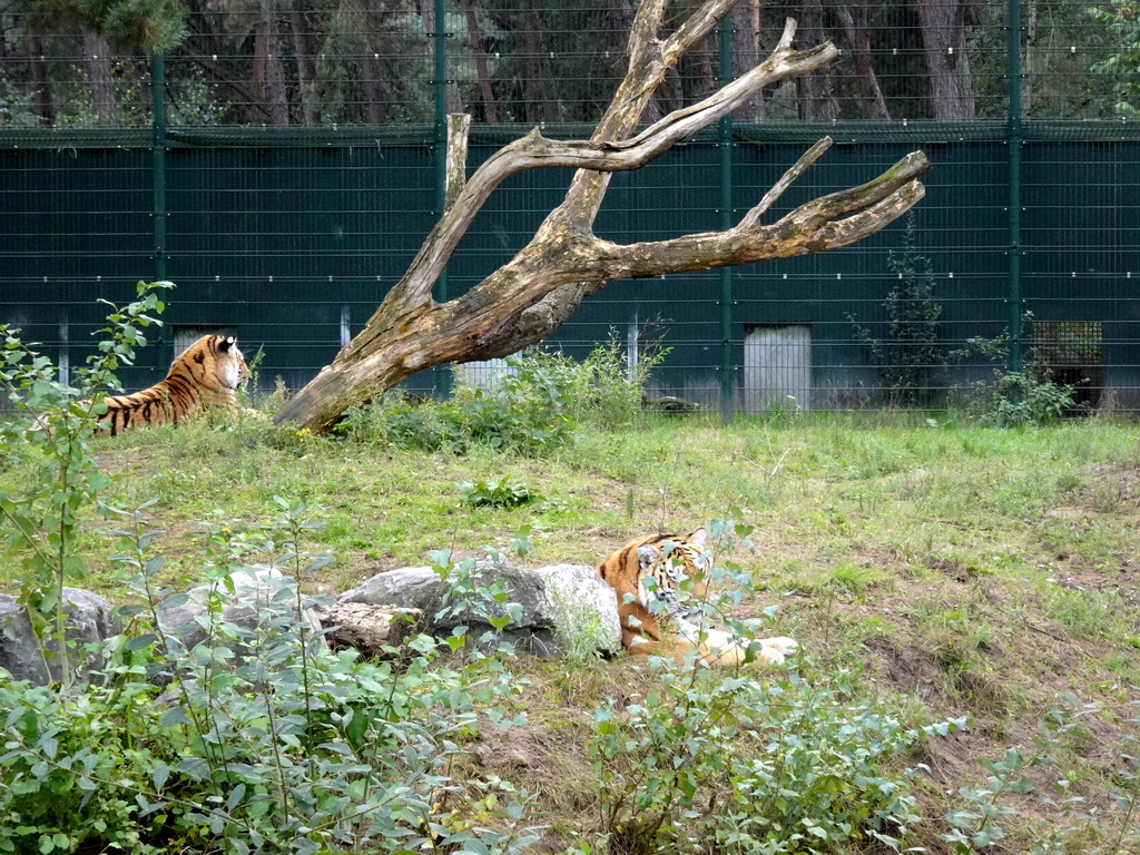 Siberian Tigers at the Safaripark Beekse Bergen