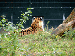 Siberian Tiger at the Safaripark Beekse Bergen