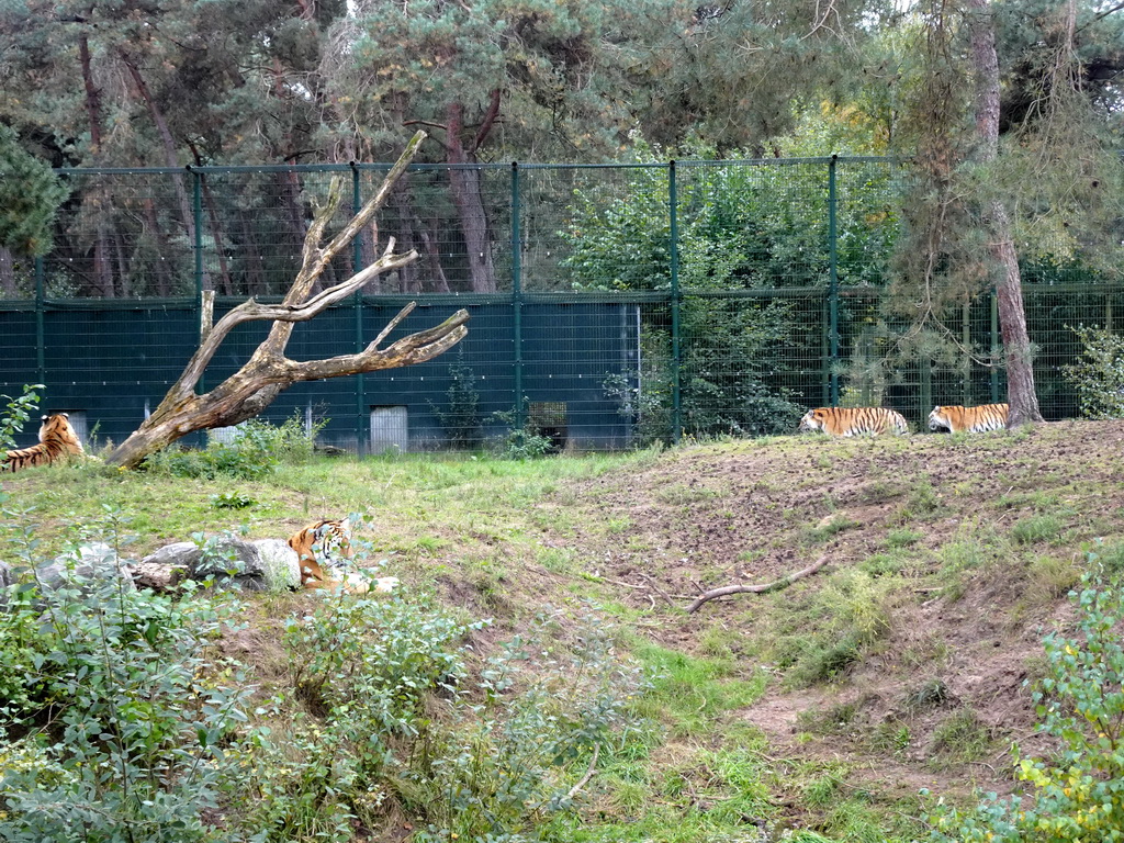 Siberian Tigers at the Safaripark Beekse Bergen