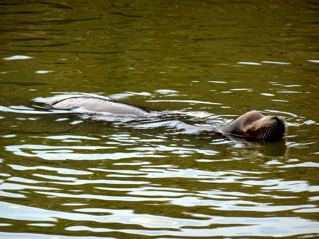 California Sea Lion at the Safaripark Beekse Bergen