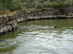 California Sea Lions at the Safaripark Beekse Bergen