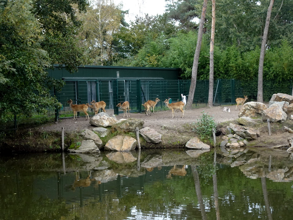 Marabou Stork and Antelopes at the Safaripark Beekse Bergen