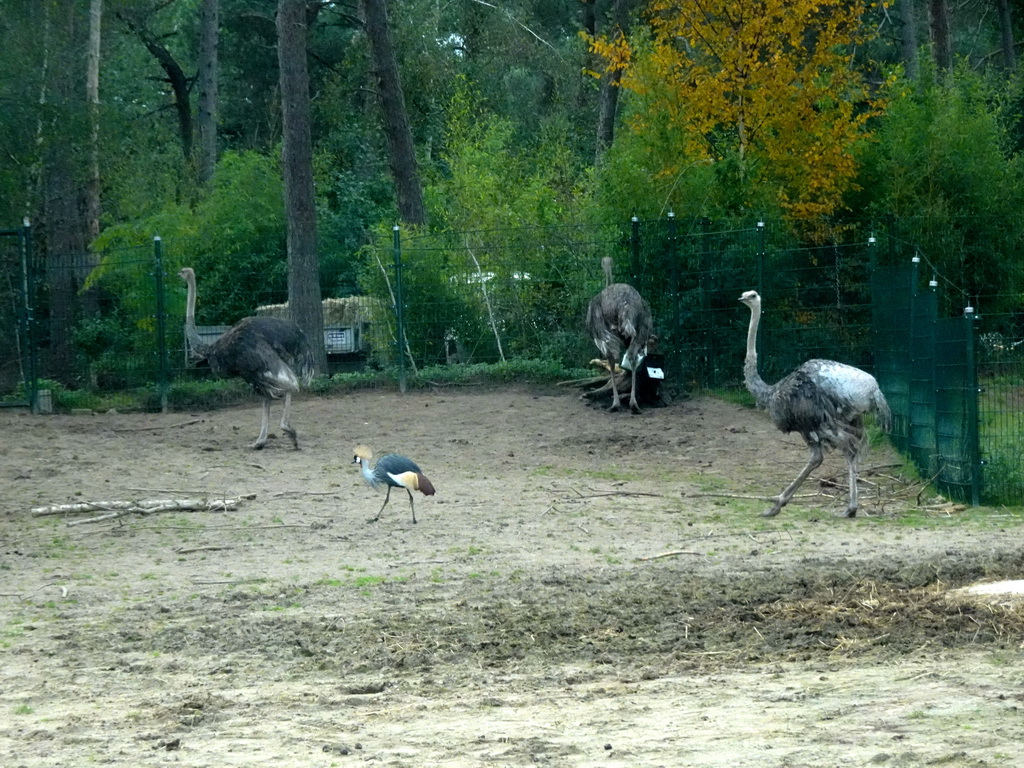 Ostriches and Black Crowned Crane at the Safaripark Beekse Bergen, viewed from the car during the Autosafari