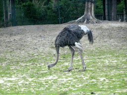 Ostrich at the Safaripark Beekse Bergen, viewed from the car during the Autosafari