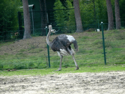 Ostrich at the Safaripark Beekse Bergen, viewed from the car during the Autosafari