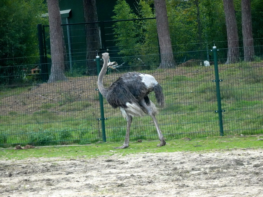 Ostrich at the Safaripark Beekse Bergen, viewed from the car during the Autosafari