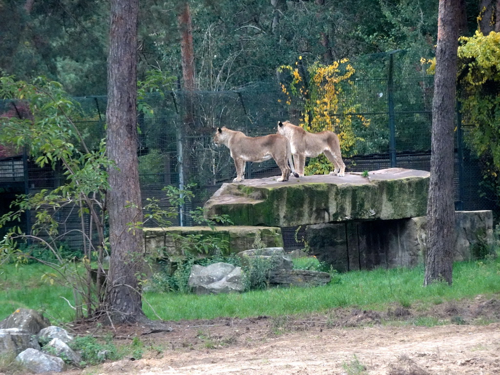 Lions at the Safaripark Beekse Bergen, viewed from the car during the Autosafari