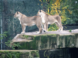 Lions at the Safaripark Beekse Bergen, viewed from the car during the Autosafari