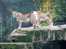 Lions at the Safaripark Beekse Bergen, viewed from the car during the Autosafari