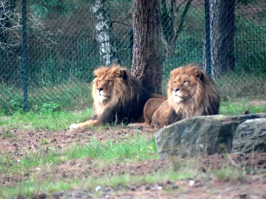 Lions at the Safaripark Beekse Bergen, viewed from the car during the Autosafari