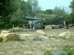 Watusi Cattle going back to their enclosure at the Safaripark Beekse Bergen, viewed from the car during the Autosafari