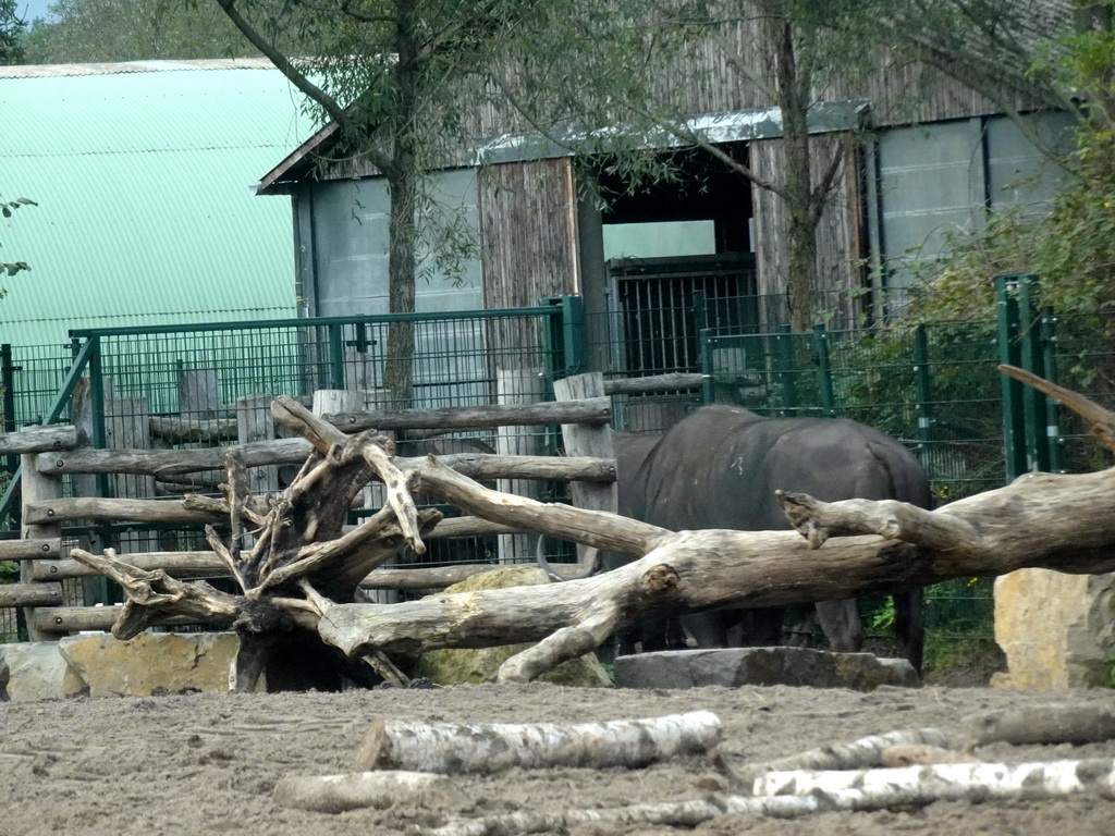 Watusi Cattle going back to their enclosure at the Safaripark Beekse Bergen, viewed from the car during the Autosafari